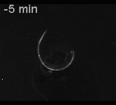 img-research-vascular_mtf_contraction.gif