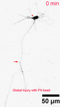 img-research-mt_injured_neuron.gif