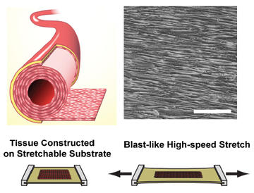 img-research-vascular_mtf_schematic.jpg