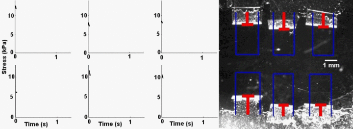 img-research-anya_heartonchipmovie.gif