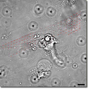 img-research-myocytetractionforce.jpg