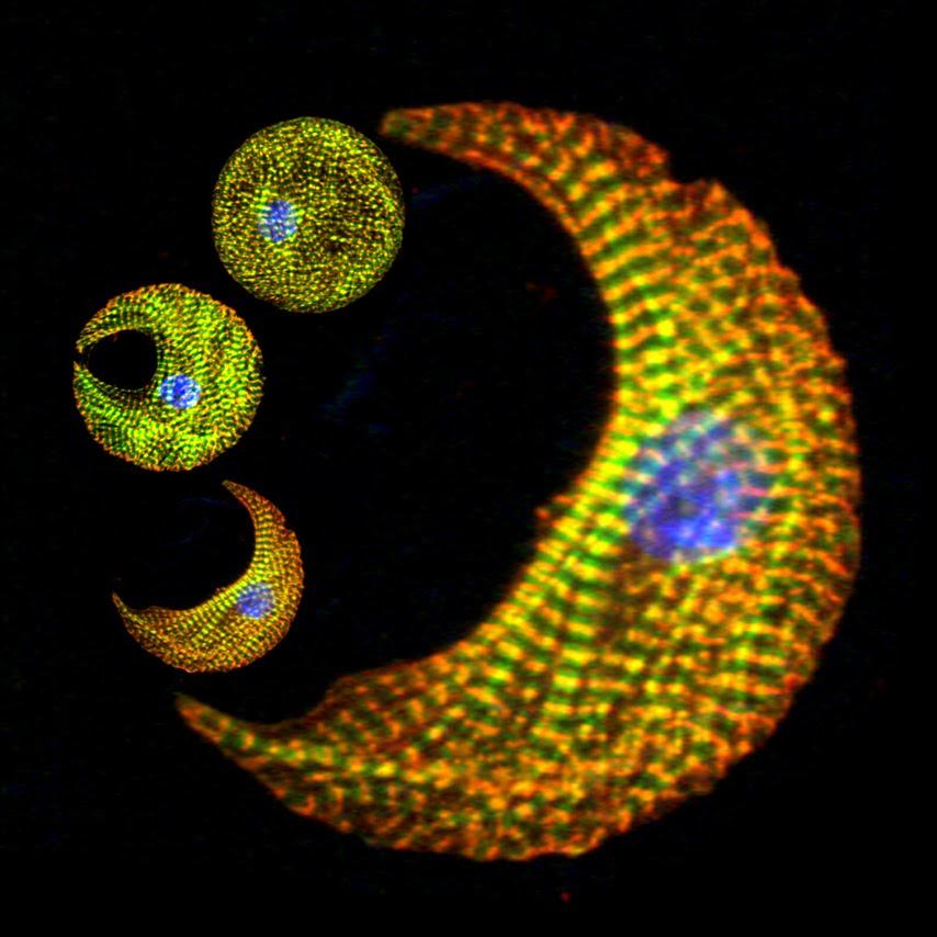 Micropatterned ventricular muscle cells from a mouse.